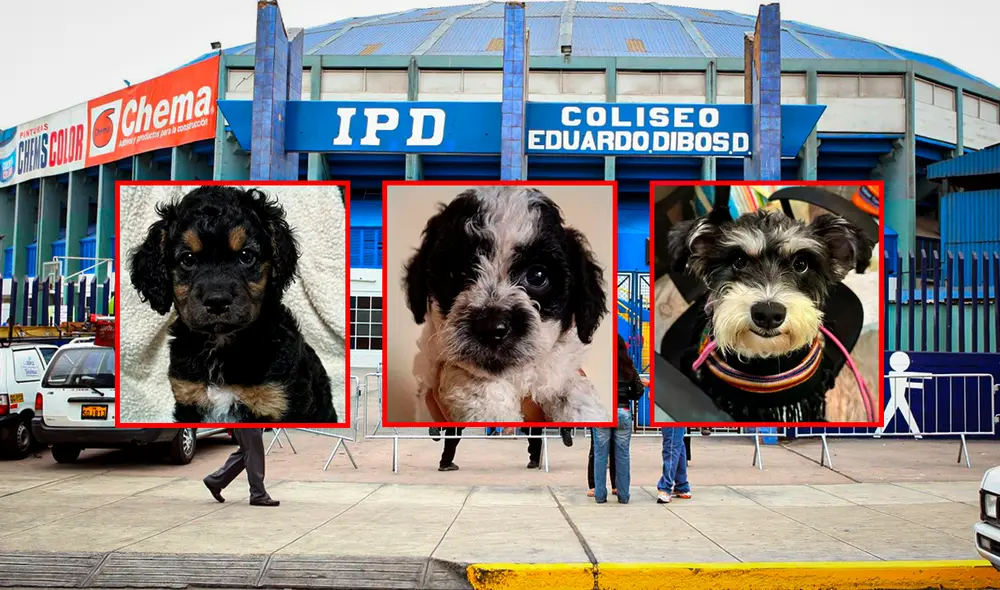 Recolectarán alimentos, pañales y cosas en buen estado que serán vendidos en su mercado de pulgas. Foto: composición LR