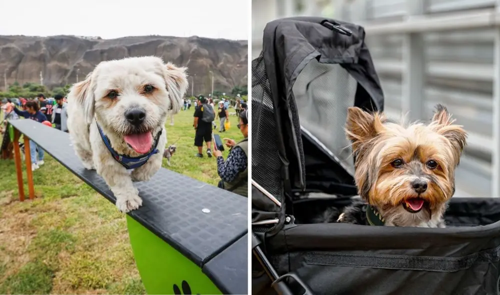 Aerolíneas y buses de nuestro país ofrecen pasajes para mascotas para facilitar su traslado durante largos tramos. Foto: Andina