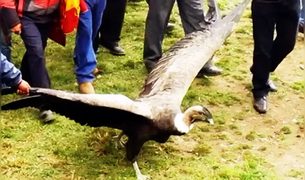Cóndor resultó herido durante festividad en Cusco. Foto: Ministerio Público