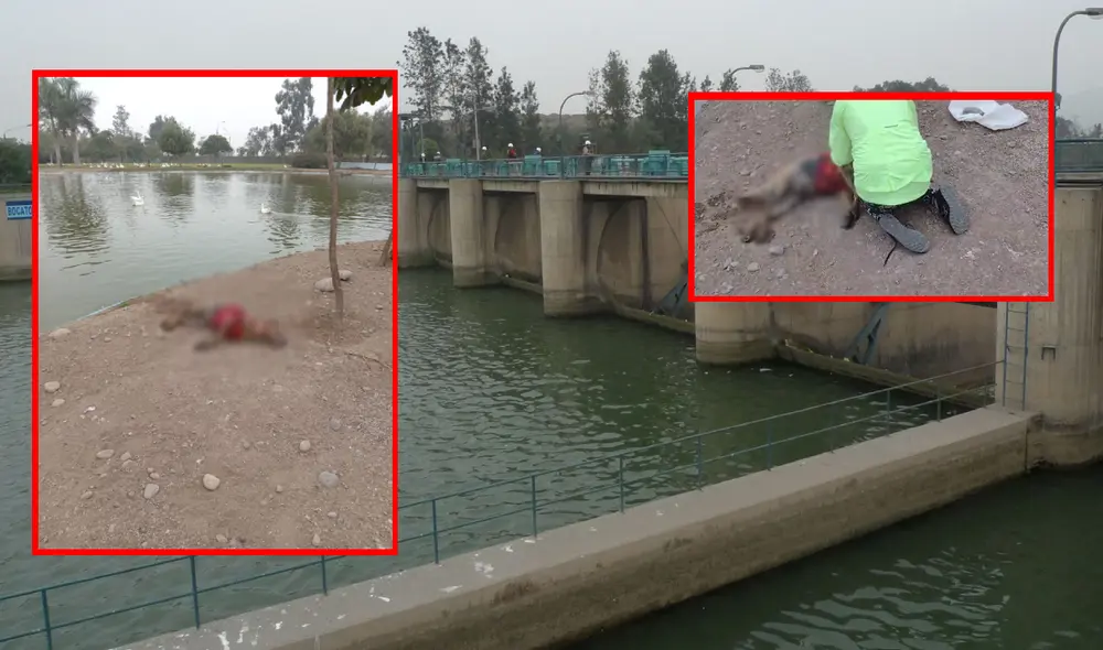 Más perros que ingresan al lugar están disponibles en adopción. Foto: composición LR/Andina/difusión