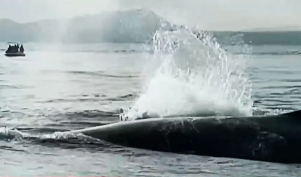 La ballena jorobada intentaba ayudar a su ballenato para que esté a flote. Foto: captura América TV