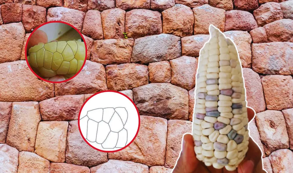 En Perú existen aproximadamente 52 tipos de maíces. Foto: composición LR/Getty Images/Juan Cascos En Perú existen aproximadamente 52 tipos de maíces. Foto: composición LR/Getty Images/Juan Cascos