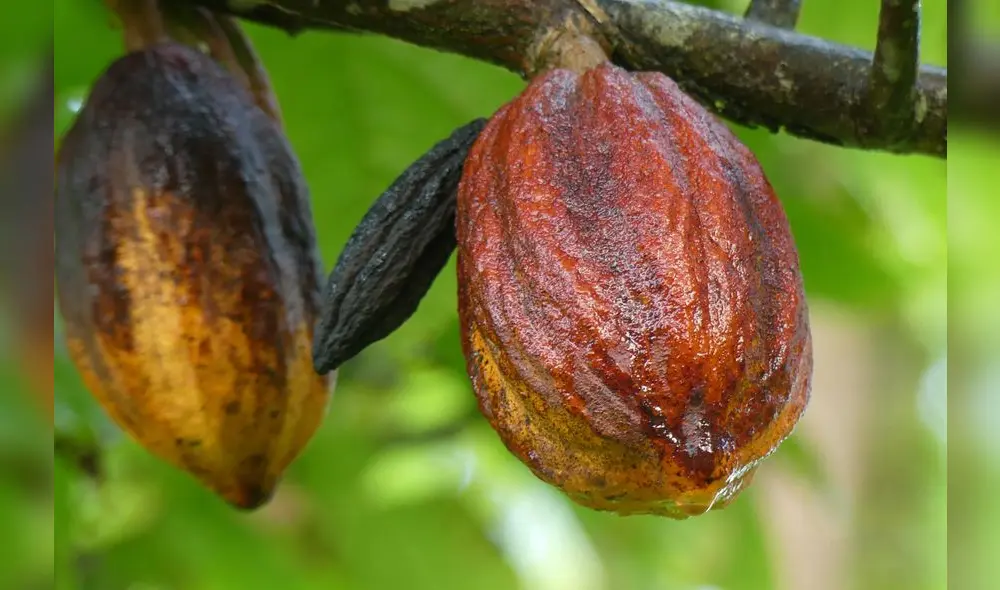 La denominación de origen Cacao Amazonas Perú fue otorgada por Indecopi en agosto de 2016 para distinguir el grano seco fermentado con cáscara (Theobroma Cacao L. Var. “Cacao nativo”). Foto: difusión