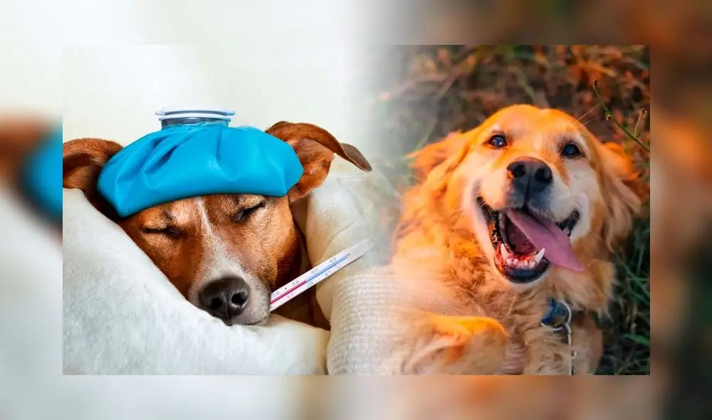 Día mundial del perro: ¿cuáles son las 5 enfermedades más comunes en los canes y cómo mantenerlos saludables? Foto: Composición LR / El Periódico / RedCanina Día mundial del perro: ¿cuáles son las 5 enfermedades más comunes en los canes y cómo mantenerlos saludables? Foto: Composición LR / El Periódico / RedCanina