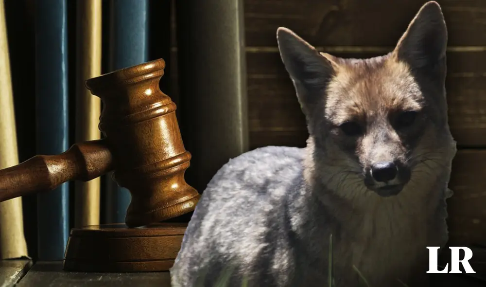 La sentencia de Run Run se ha centrado en establecer que, cuando un animal silvestre sea rescatado por la autoridad ambiental, se debe preferir la reinserción al hábitat natural. Foto: composición Fabrizio Oviedo/LR La sentencia de Run Run se ha centrado en establecer que, cuando un animal silvestre sea rescatado por la autoridad ambiental, se debe preferir la reinserción al hábitat natural. Foto: composición Fabrizio Oviedo/LR