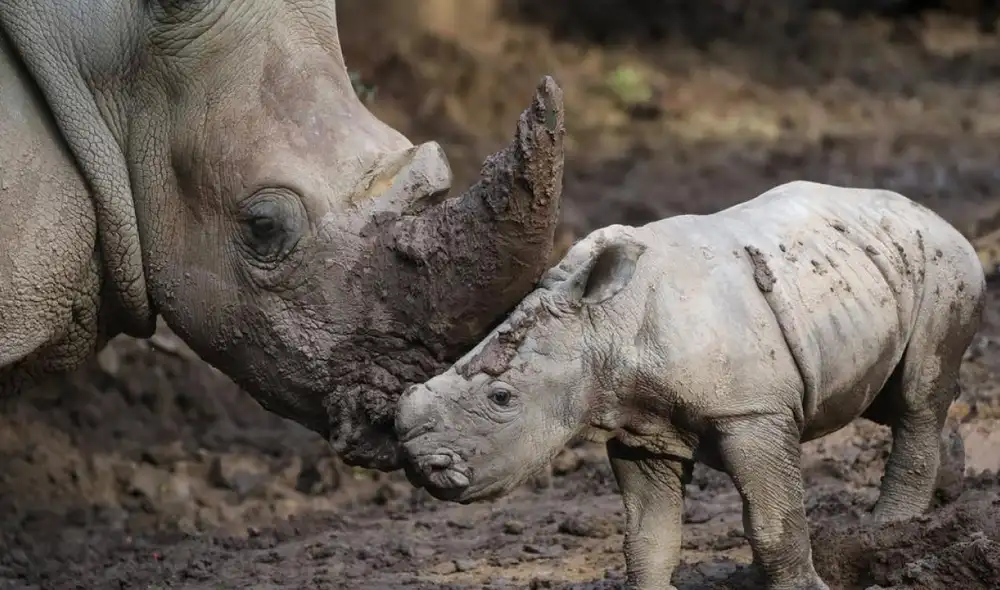 El rinoceronte blanco es una especie amenazada por la caza furtiva. Foto: Jonnathan Oyarzuna / Aton Chile / Imago Images El rinoceronte blanco es una especie amenazada por la caza furtiva. Foto: Jonnathan Oyarzuna / Aton Chile / Imago Images