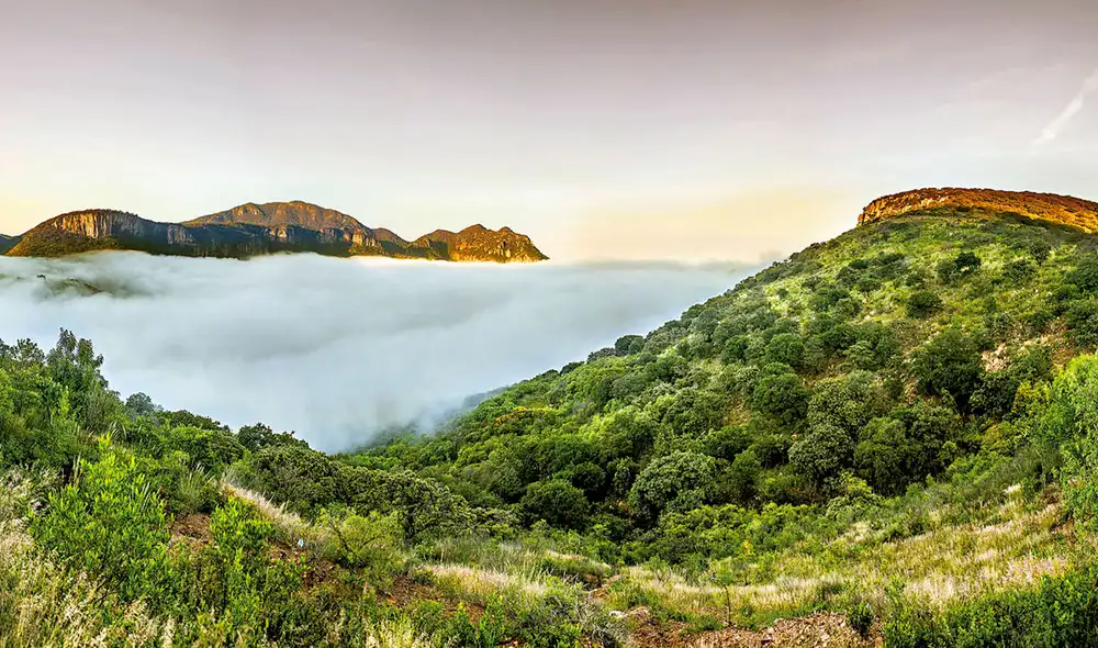 El municipio de Calvillo es reconocido por su destacada producción de guayabas. Foto: Gobierno de México El municipio de Calvillo es reconocido por su destacada producción de guayabas. Foto: Gobierno de México