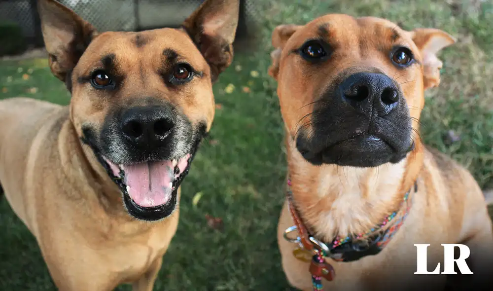 Los perros pueden distinguir muestras de olores humanos estresados de no estresados. Foto: composición LR / Eric Sonstroem / Flickr Los perros pueden distinguir muestras de olores humanos estresados de no estresados. Foto: composición LR / Eric Sonstroem / Flickr