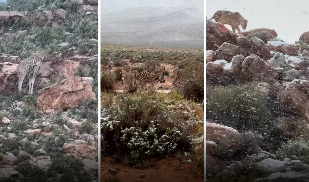 La presencia de la nieve en África causa asombro en el mundo. Foto: Yvette Carmen Muller/Instagram