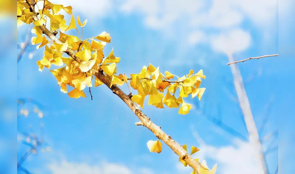 El ginkgo biloba es un árbol de más de 5000 años de la antigua China  Foto: Pexels