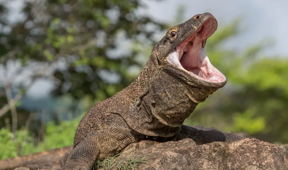 El dragon de Komodo es carnívoro y se alimenta de una amplia variedad de animales. Foto: M. Ewell Young / iNaturalist El dragon de Komodo es carnívoro y se alimenta de una amplia variedad de animales. Foto: M. Ewell Young / iNaturalist