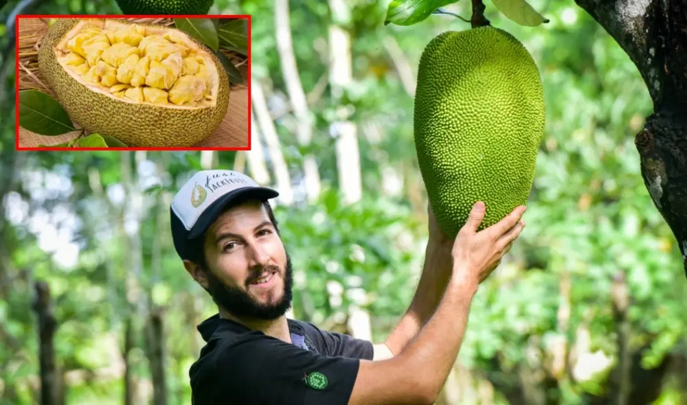 Fruto cuenta con propiedades nutricionales que la hacen ideal para una dieta equilibrada. Foto: Revista Latitud 21 / SiCar