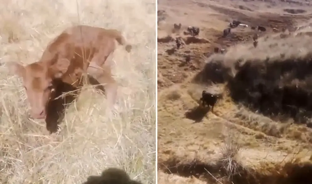 "Sintió el verdadero terror", reaccionaron usuarios. Foto: composición LR/ TikTok
