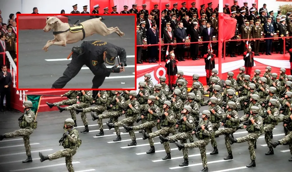 Policía Canina no participó en la Gran Parada Militar. Foto: Andina/Deppolcan-PNP Policía Canina no participó en la Gran Parada Militar. Foto: Andina/Deppolcan-PNP