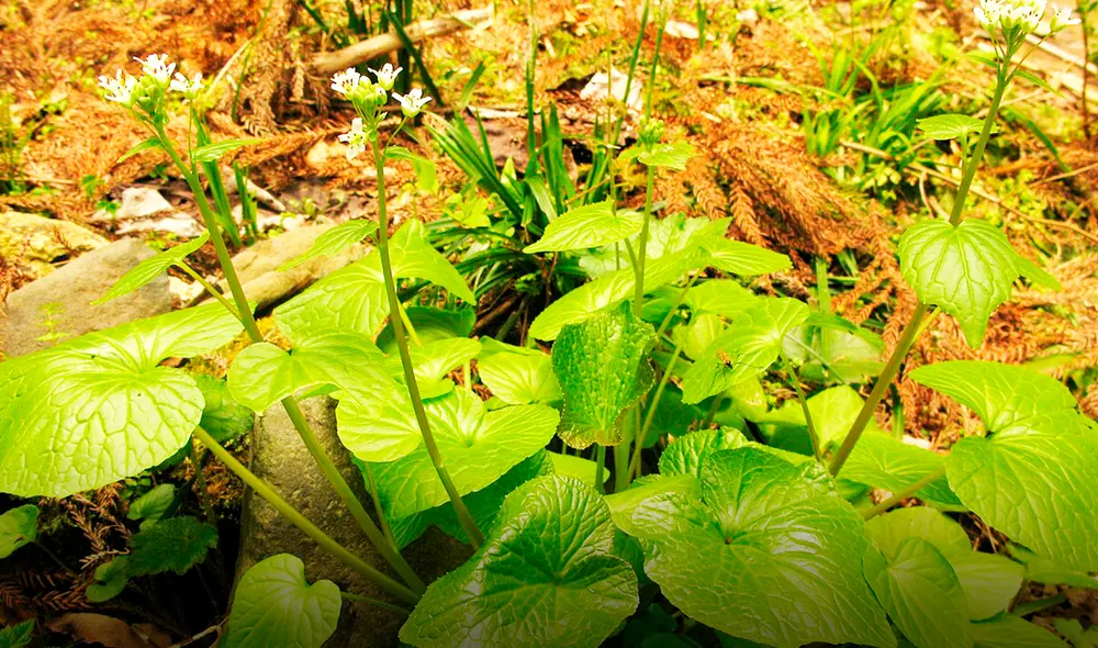 Esta planta nace originalmente en un país asiático. Foto: Wikipedia