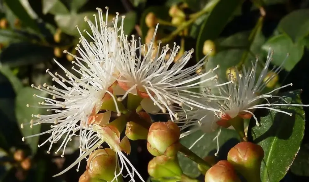 Se cree que esta planta también da buenas vibras al hogar. Foto: Google Se cree que esta planta también da buenas vibras al hogar. Foto: Google