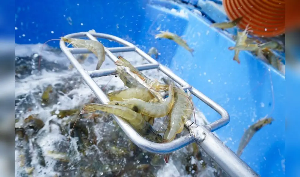 La producción de langostinos en el Perú lastró de 45.184 TM en 2022 a un total de 39.748 TM en 2023. Entre enero y mayo de 2024, la cifra no pasaba de las 5.146 TM. Foto: Produce