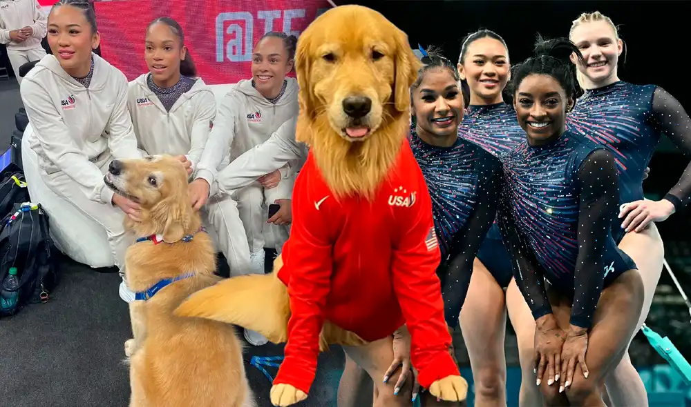 Beacon, el perro Golden Retriever, que es parte médico del equipo de Gimnasia artística de Estados Unidos para los JJ. OO. París 2024. Foto: composición LR/GoldenBoy Beacon/Team USA