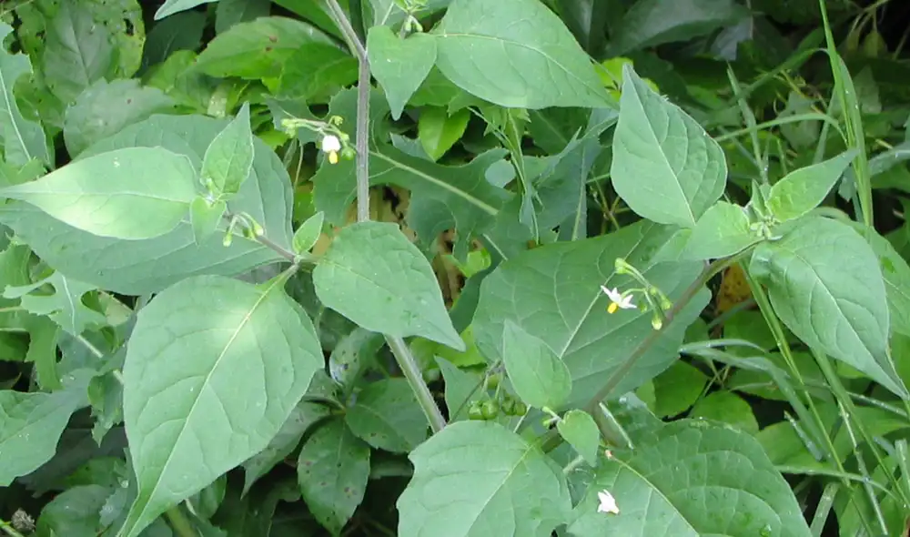Esta fruta activa a la producción de colágeno. Foto:Wikipedia