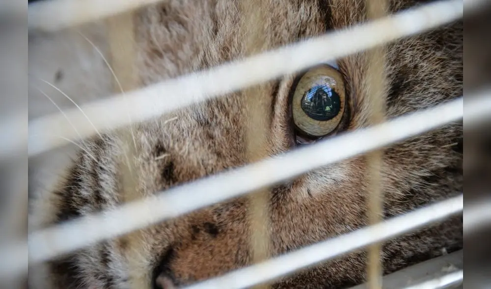 El Índice de Crueldad Animal se centra en la legislación que se ha aprobado para reconocer la capacidad de sentir de los animales y prohibir su sufrimiento. Foto: AFP El Índice de Crueldad Animal se centra en la legislación que se ha aprobado para reconocer la capacidad de sentir de los animales y prohibir su sufrimiento. Foto: AFP