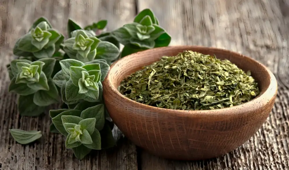 Esta planta medicinal tiene beneficios esenciales para mejorar la salud. Foto: Salud y Oncología Esta planta medicinal tiene beneficios esenciales para mejorar la salud. Foto: Salud y Oncología