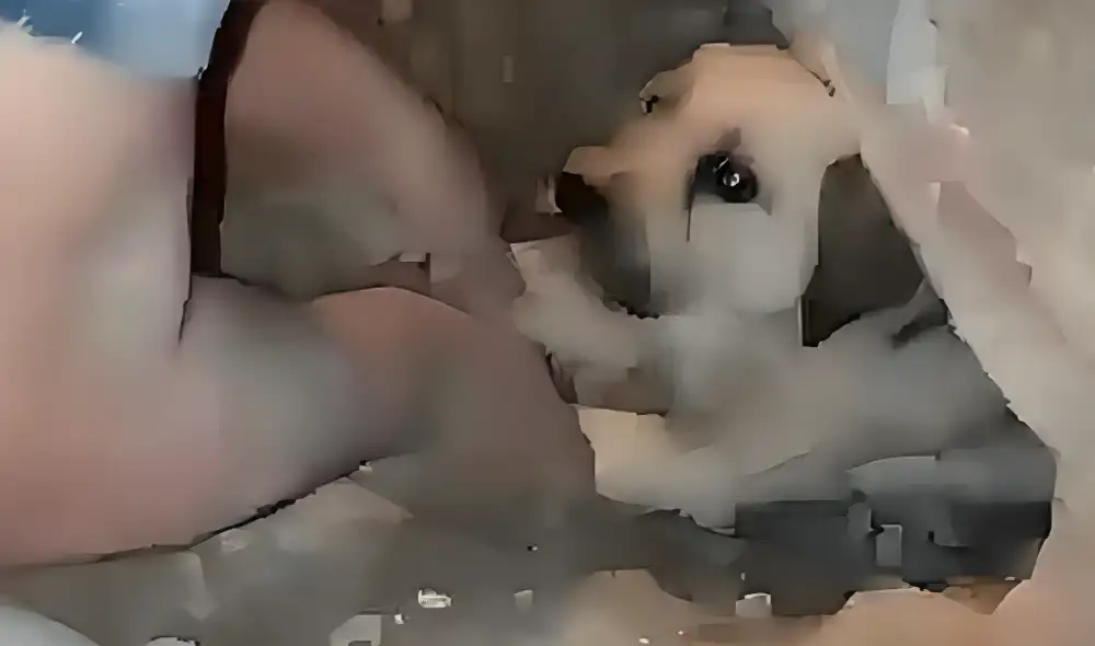 Rescatan a perrita preñada en San Juan de Lurigancho. Foto: captura de pantalla Rescatan a perrita preñada en San Juan de Lurigancho. Foto: captura de pantalla