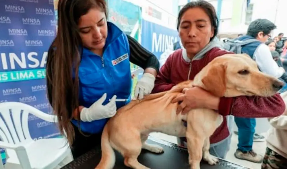 La vacunación del Minsa se realizará a finales de setiembre. Foto: Andina La vacunación del Minsa se realizará a finales de setiembre. Foto: Andina