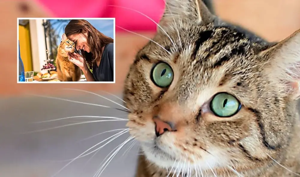 Los gatos habrían sido domesticados desde hace 12.000 años, según el Instituto Smithsoniano. Foto: Andina/Lr