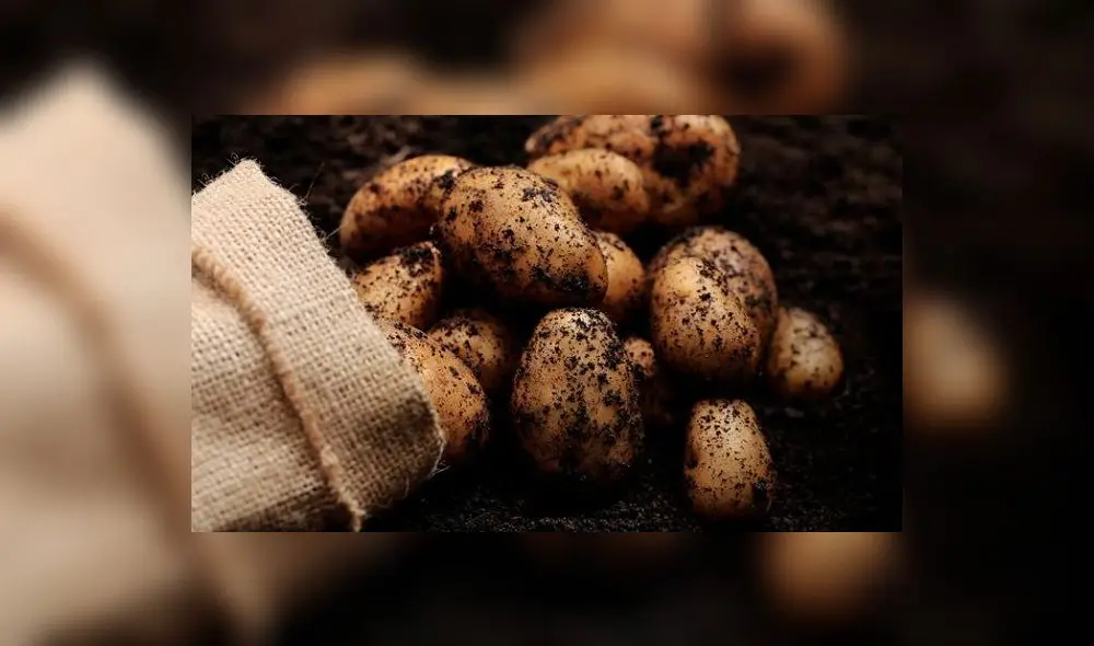 En junio, el sector agropecuario registró un decrecimiento de 1,6% debido a la menor producción de aceituna y palto por las condiciones climáticas. Foto: Agro Forum.