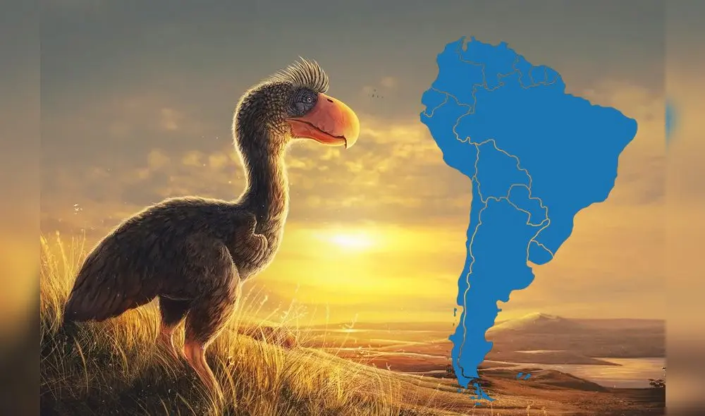 Esta especie que vivió en Sudamérica había perdido su capacidad de vuelo pero estaban dotadas de enormes y robustos picos poseía extremidades que le servía para alcanzar grandes velocidades. Foto: El Observador