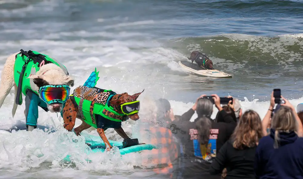 El mundial de surf para perritos 2024 celebrado en California reunió a más de 7000 mil personas. Foto: composición LR/@Yoshiphoto