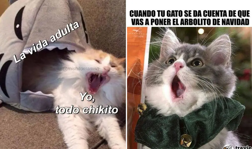 Viral. La audición del gato promedio es al menos cinco veces más aguda que la de un adulto humano. Foto: composición LR/ TikTok