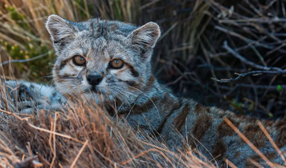 El gato andino es una especie considerada en peligro de extinción. Foto: Alianza Gato Andino