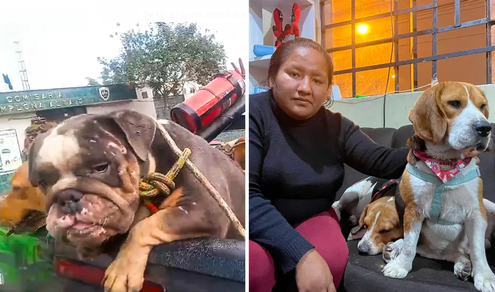 Vecinos presumen que una persona estaría ganando dinero a costa del tráfico de los animales. Foto: composición LR/Rosa Quincho