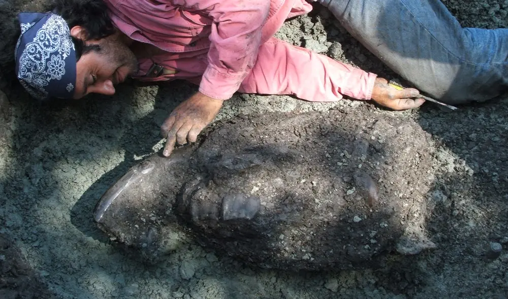 Junto a los restos fósiles de un Astrapoterium, una especie de tapir gigante, hallado a orillas del río Amazonas. Foto: Difusión