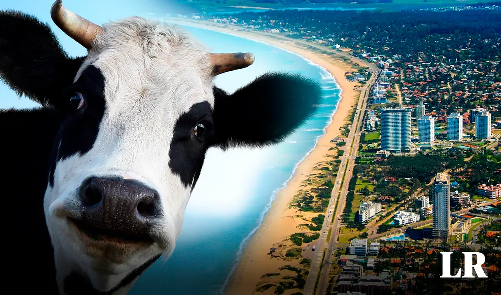 Este país sudamericano también es el ÚNICO en Sudamérica en tener más vacas que habitantes. Foto: composición LR / Pixabay / UN Este país sudamericano también es el ÚNICO en Sudamérica en tener más vacas que habitantes. Foto: composición LR / Pixabay / UN