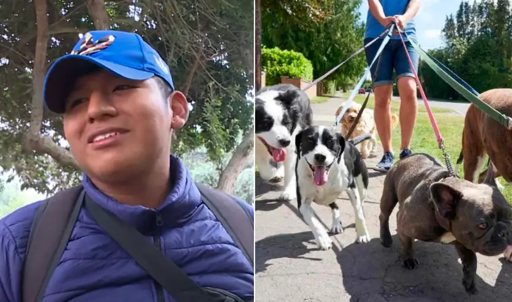 Los paseadores de perros se han convertido en aliados indispensables para los propietarios de mascotas en Lima. Foto: composición LR (captura de Latina TV/20 minutos). Los paseadores de perros se han convertido en aliados indispensables para los propietarios de mascotas en Lima. Foto: composición LR (captura de Latina TV/20 minutos).