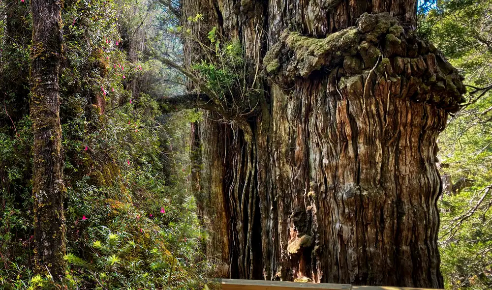 Alcanza los 60 metros de altura y tiene un tronco de cuatro metros de diámetro. Foto: composición LR/Teresa Fischer/Patagonia Andina Alcanza los 60 metros de altura y tiene un tronco de cuatro metros de diámetro. Foto: composición LR/Teresa Fischer/Patagonia Andina