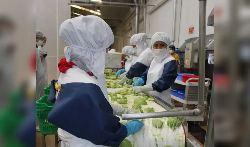 Demanda de mano de obra para el procesamiento y exportación de palta impulsó plazas en la agroindustria. Foto: difusión