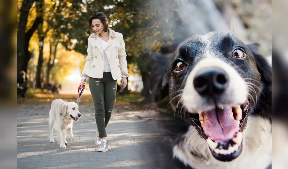 Caminar regularmente con tu perro ayuda a fortalecer el corazón y, reduce la presión arterial. Además, esta actividad física contribuye a mantener un peso saludable tanto para ti como para tu mascota. Foto: Freepik Caminar regularmente con tu perro ayuda a fortalecer el corazón y, reduce la presión arterial. Además, esta actividad física contribuye a mantener un peso saludable tanto para ti como para tu mascota. Foto: Freepik