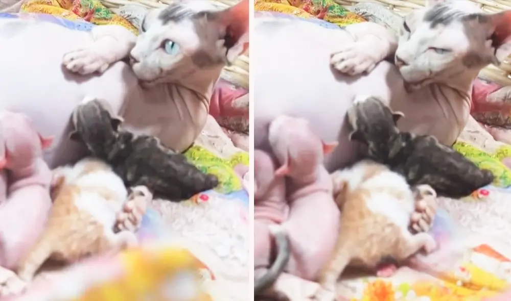 Las imágenes sacaron miles de sonrisas en las redes sociales. Foto: composición LR/TikTok Las imágenes sacaron miles de sonrisas en las redes sociales. Foto: composición LR/TikTok