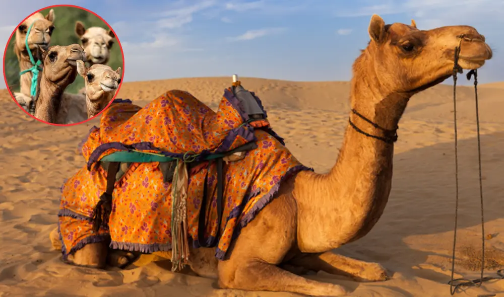 Este país tiene una población estimada de entre 750.000 y 1.000.000 de camellos salvajes. Foto: composición LR/ National Geographic/ El Economista