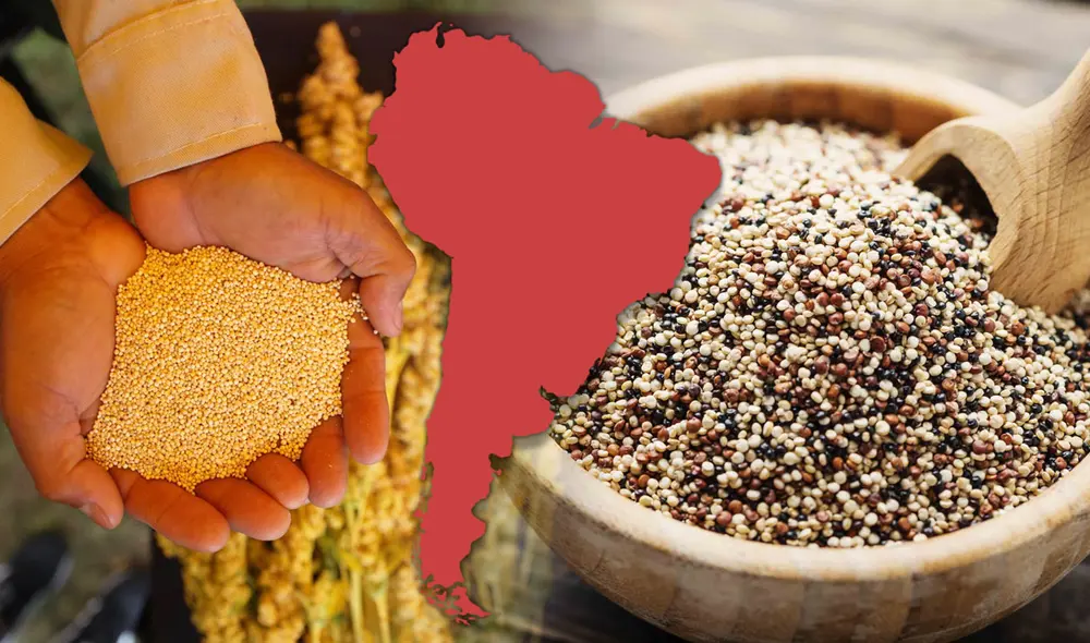 La quinua se cultiva en los Andes desde hace más de 7.000 años y fue un alimento básico en la dieta de las civilizaciones precolombinas como los incas. Foto: composición LR/Oxana Denezhkina /Andina La quinua se cultiva en los Andes desde hace más de 7.000 años y fue un alimento básico en la dieta de las civilizaciones precolombinas como los incas. Foto: composición LR/Oxana Denezhkina /Andina