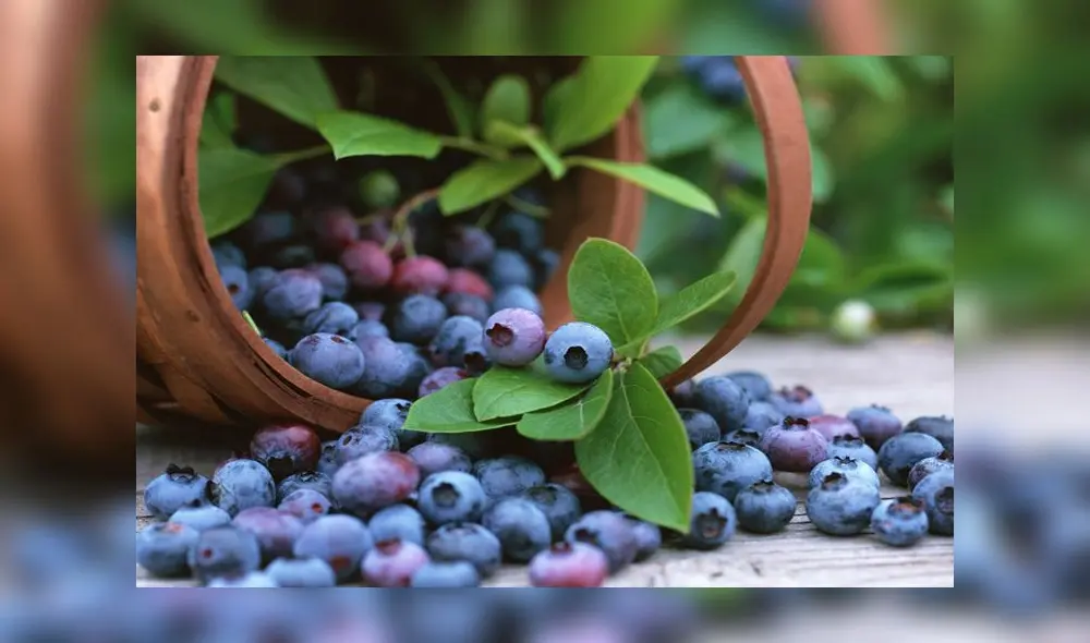 Los arándanos impulsaron el crecimiento de las exportaciones no tradicionales en 2023. Foto: difusión Los arándanos impulsaron el crecimiento de las exportaciones no tradicionales en 2023. Foto: difusión