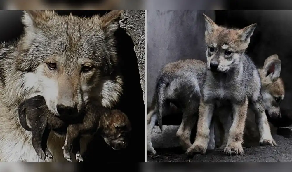 Esta especie fue incorporado nuevamente a un territorio específico en América Latina. Foto. Composición LR