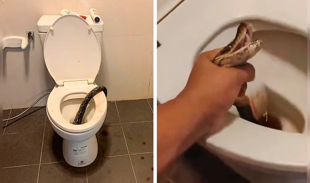 La mordida de la serpiente no fue lo suficientemente profunda como para causar un corte severo en la piel, pero el hombre sí tuvo que acudir al hospital. Foto: Composición LR/X. La mordida de la serpiente no fue lo suficientemente profunda como para causar un corte severo en la piel, pero el hombre sí tuvo que acudir al hospital. Foto: Composición LR/X.