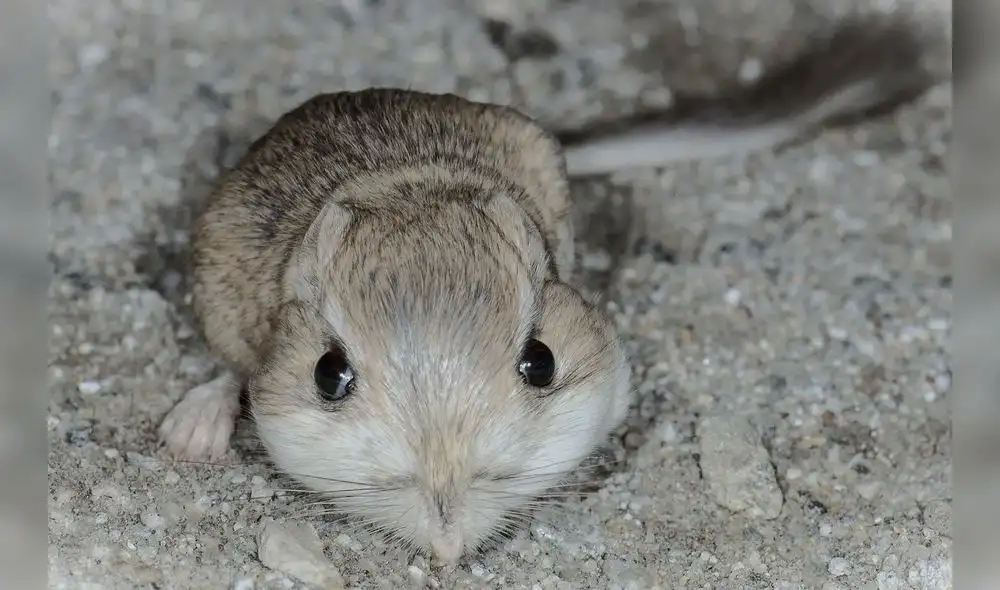 Esta especie es una de los animales salvados por dicho país en los últimos 5 años. Foto: Composición LR