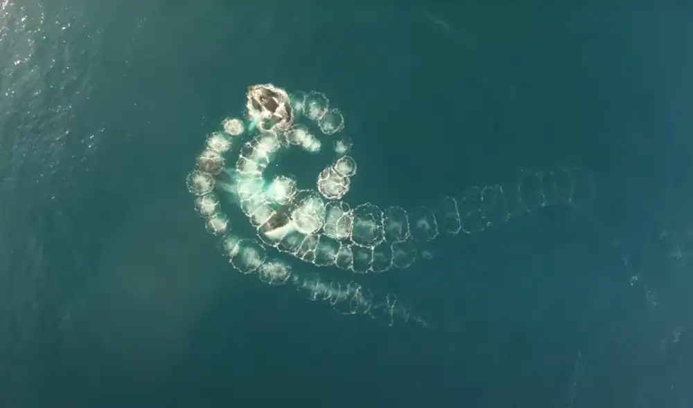 Un animal se une a los pulpos y a los delfines entre las criaturas marinas que fabrican herramientas. Foto: WWF Australia Un animal se une a los pulpos y a los delfines entre las criaturas marinas que fabrican herramientas. Foto: WWF Australia