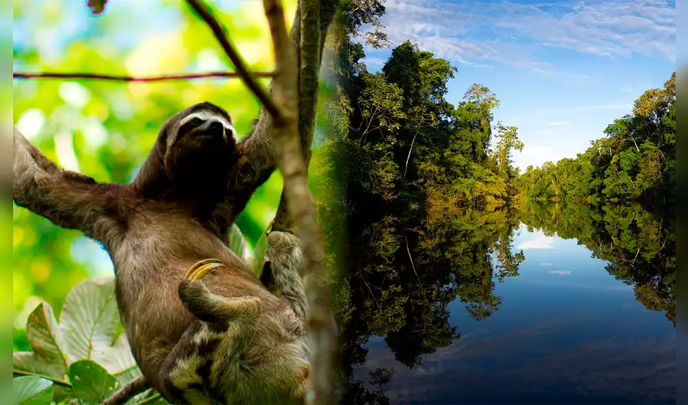 Parejas de osos perezosos son liberados. Foto: composición LR/Pacaya Samiria/Perú Travel Parejas de osos perezosos son liberados. Foto: composición LR/Pacaya Samiria/Perú Travel
