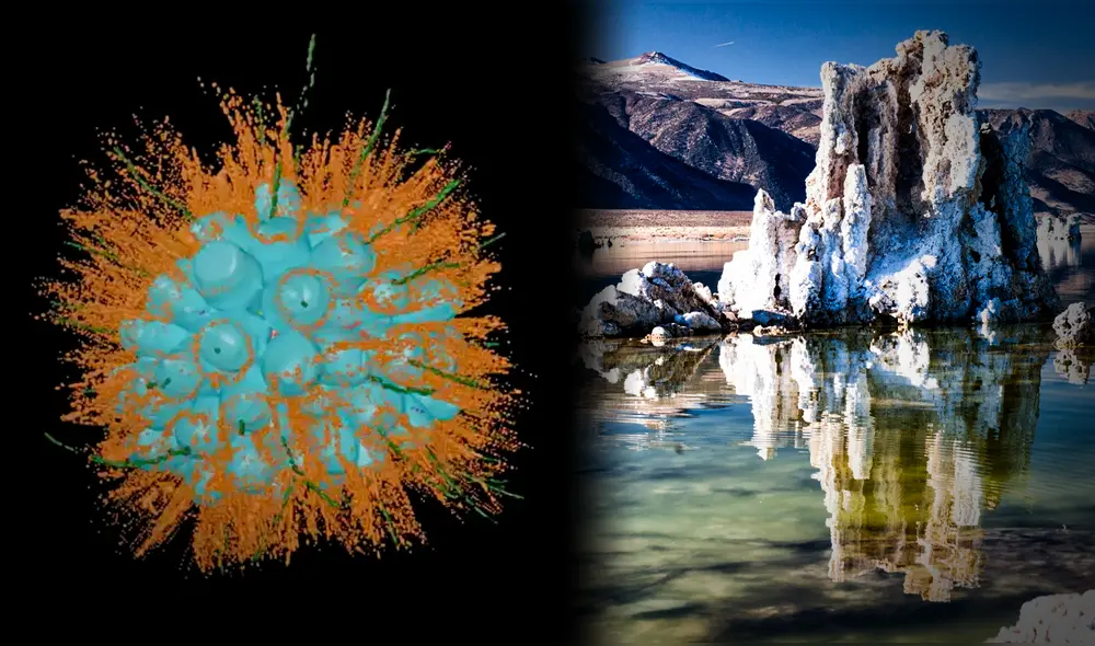 La especie descubierta es un microorganismo unicelular que exhibe un desarrollo colonial comparable al de los embriones animales. Foto: Composición LR | UC Berkeley | Supercurioso